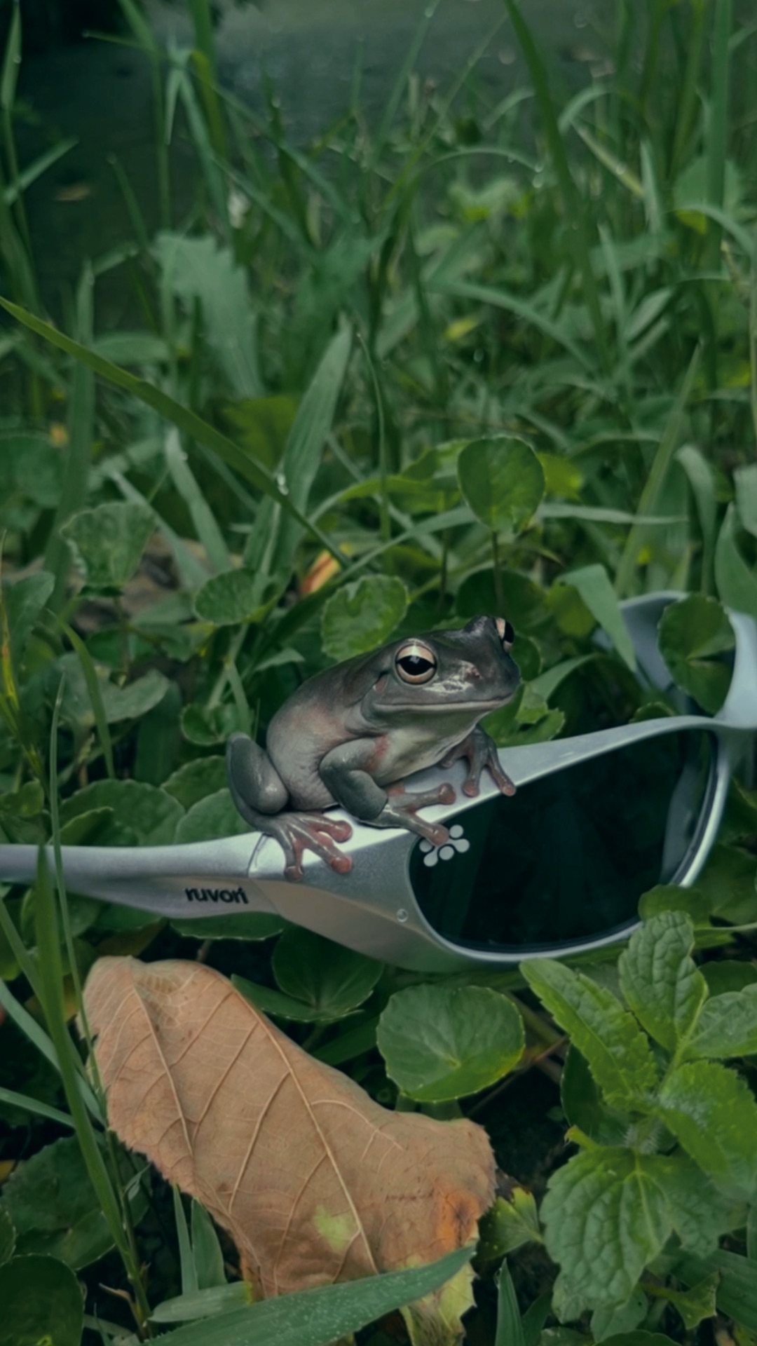 A grey tree frog perched on a pair of silver Ruvori sunglasses lying in green grass.
